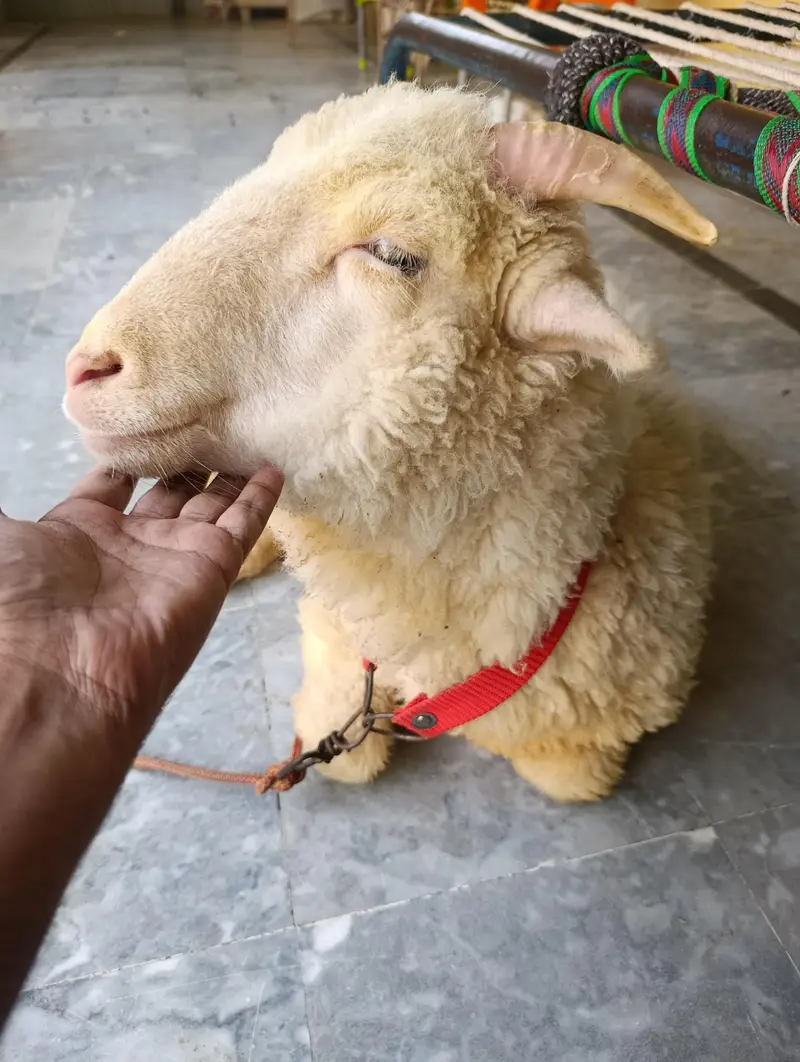 longtail merino Raam sheep — photo 2