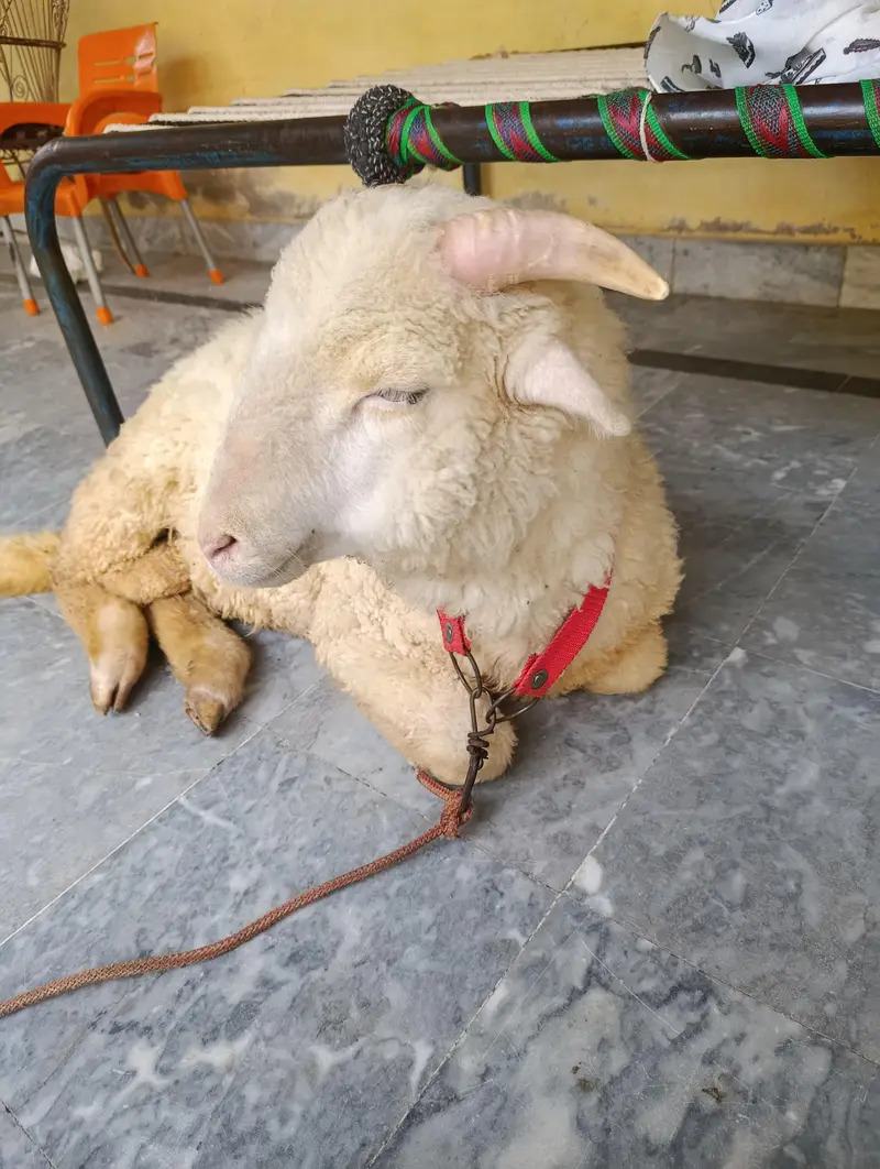 longtail merino Raam sheep — photo 3