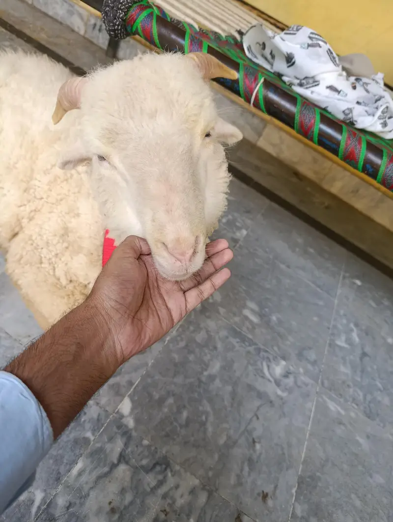 longtail merino Raam sheep — photo 4