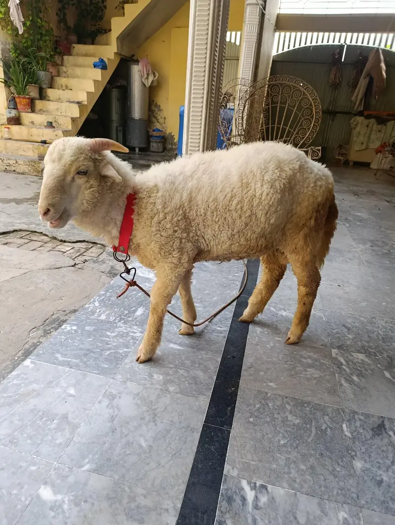 longtail merino Raam sheep — photo 5