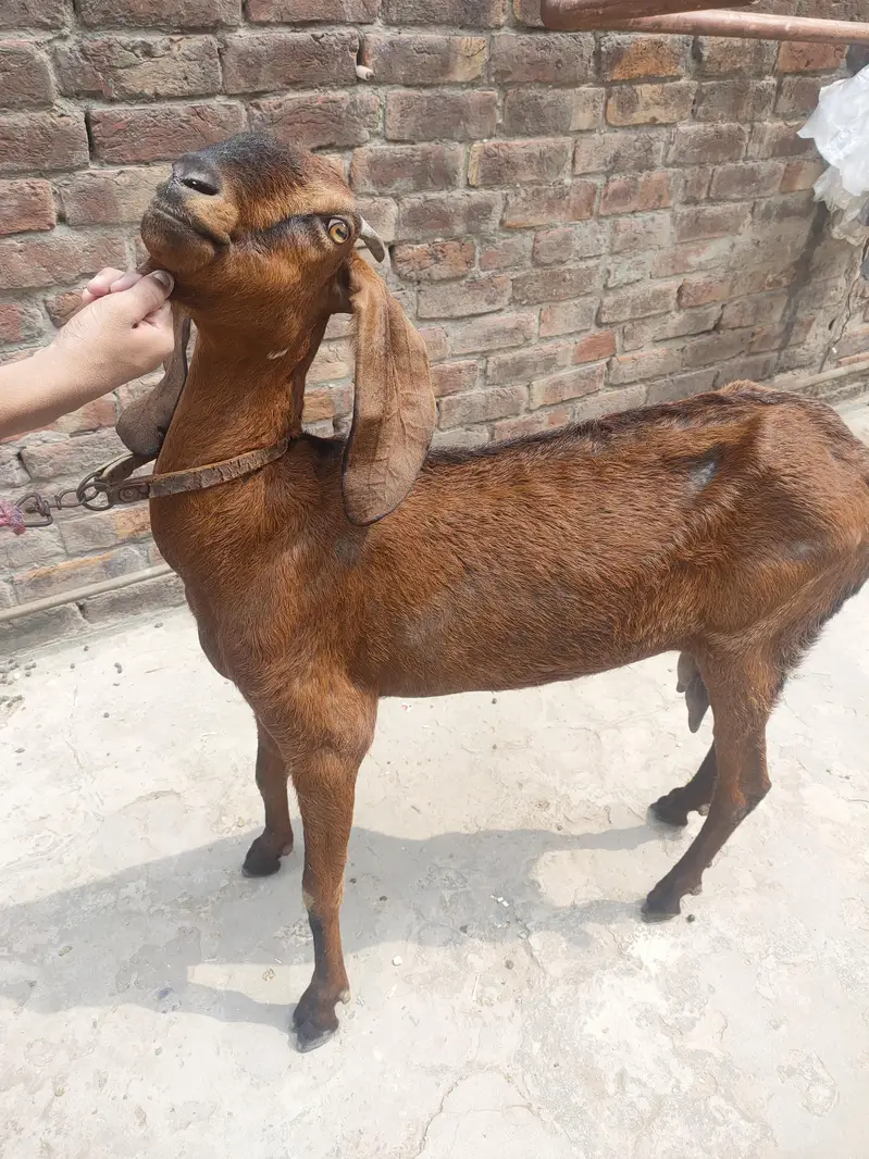 nagra bakry — photo 2