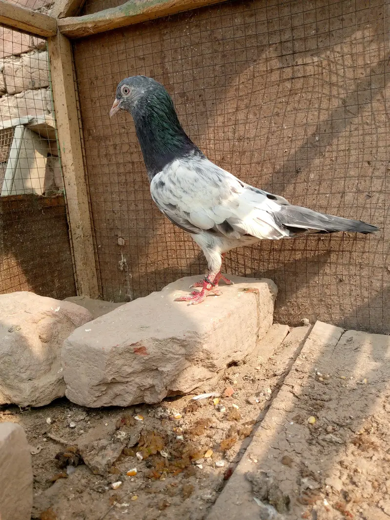 high flying golden breadr kbootr champion of sindh — photo 2