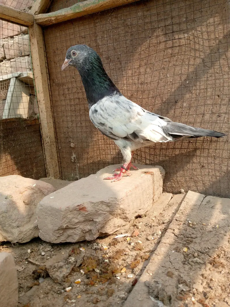 high flying golden breadr kbootr champion of sindh — photo 6