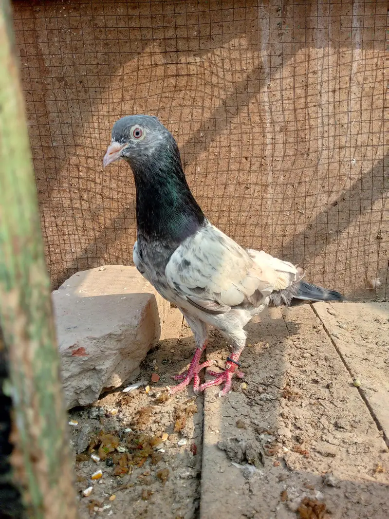 high flying golden breadr kbootr champion of sindh — photo 7