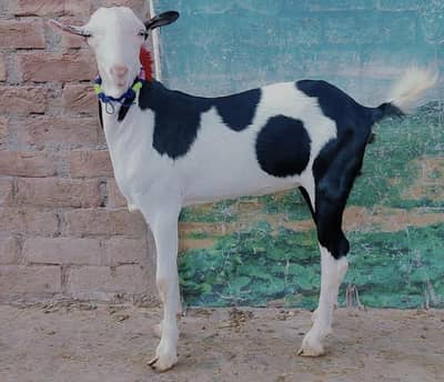 Gulabi Teddy Bakri For Sale