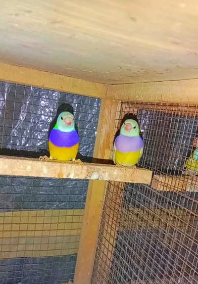 Goldian, Shaftail Finch Hex Long-Tail breeder pair for sale