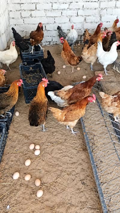 golden misri | eggs laying hens | desi hens |  read ad | اشتہار پڑھیں