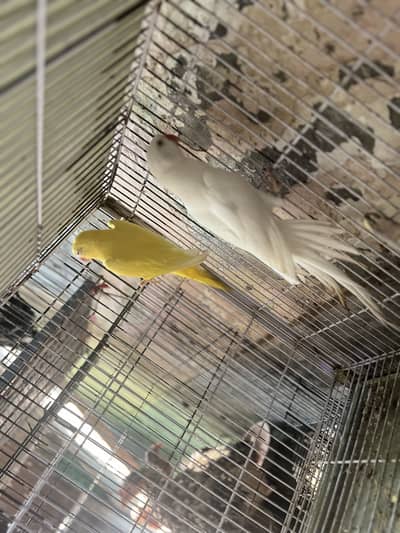 Breeder pair yellow and white ha breeder pair