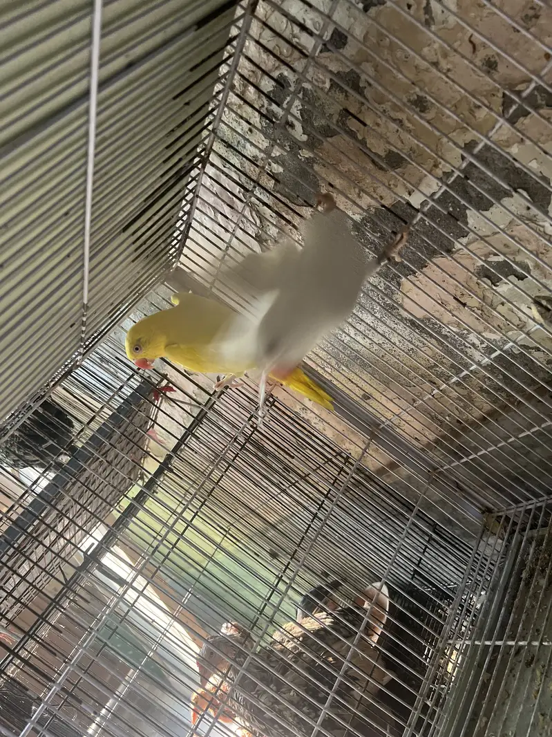 Breeder pair yellow and white ha breeder pair — photo 2