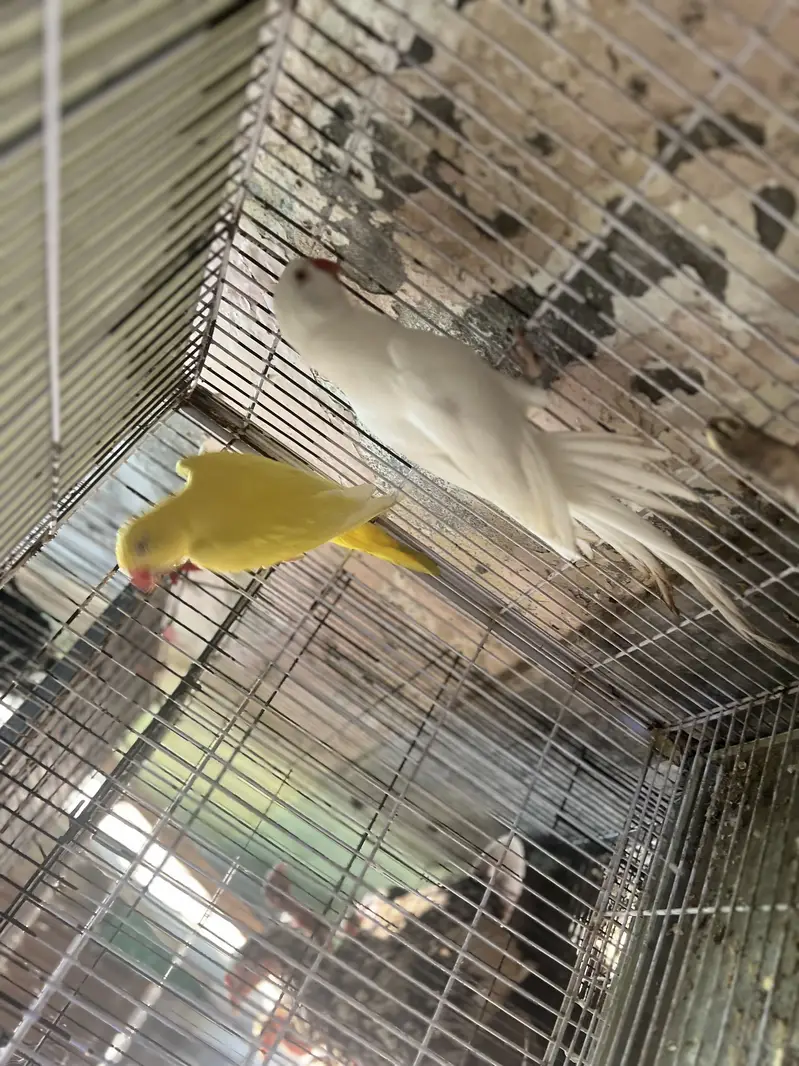 Breeder pair yellow and white ha breeder pair — photo 3