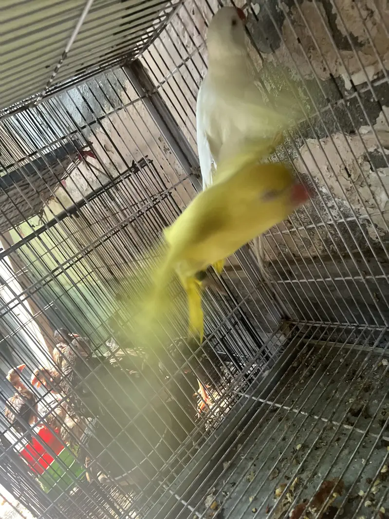 Breeder pair yellow and white ha breeder pair — photo 5