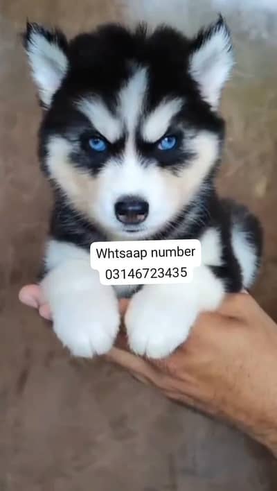 Siberian husky fore sale