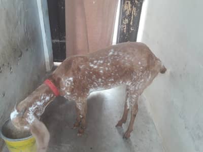 makhi cheeni bakri age 15month available for sale