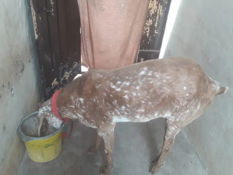 makhi cheeni bakri age 15month available for sale 03016936676 — photo 2