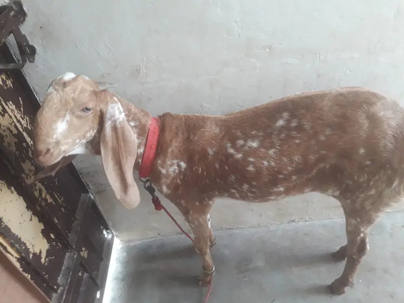 makhi cheeni bakri age 15month available for sale 03016936676 — photo 3