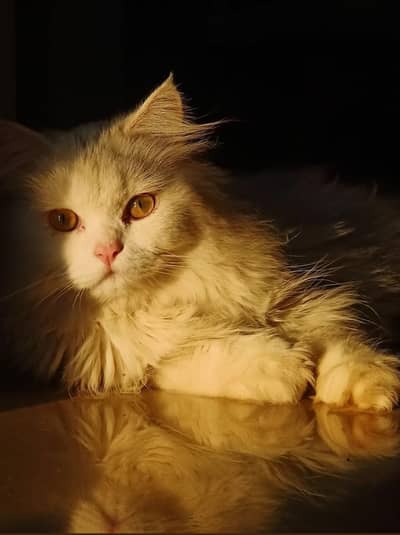 triple coat male Persian cat
