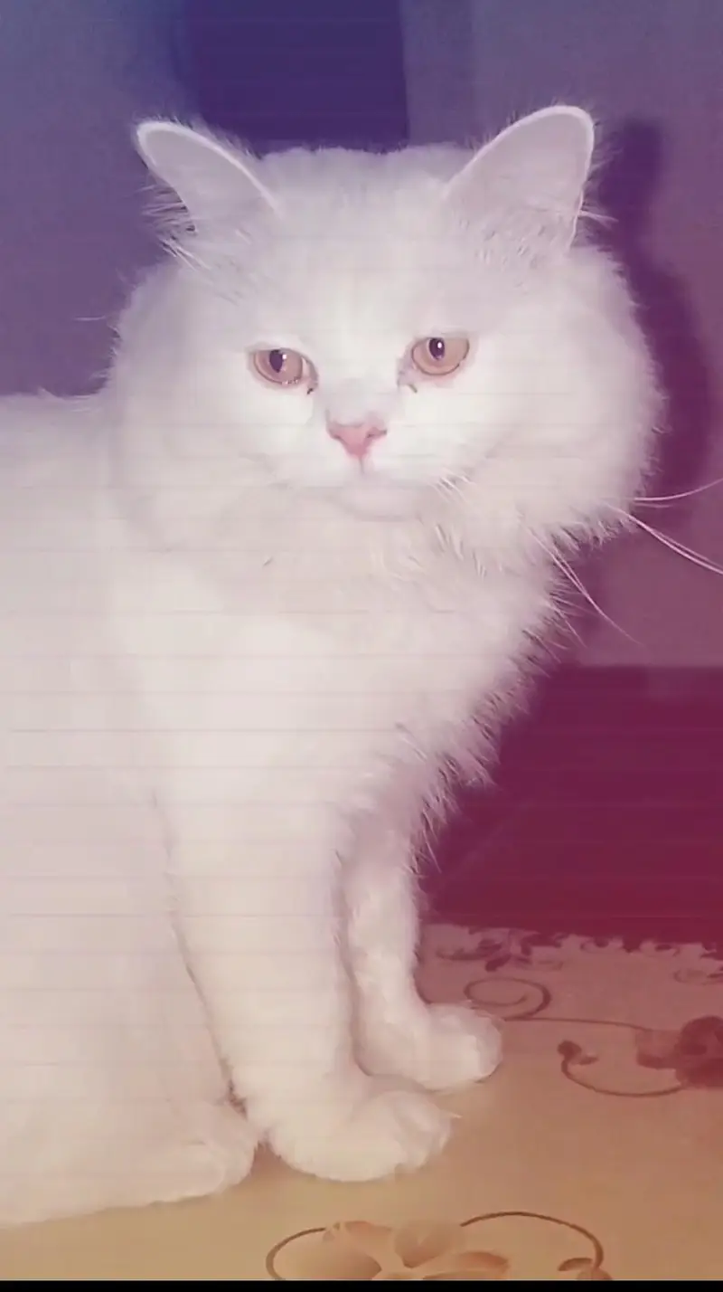 triple coat male Persian cat — photo 2