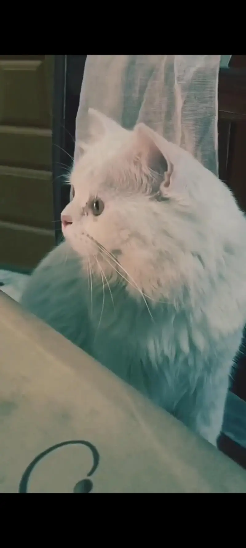 triple coat male Persian cat — photo 3