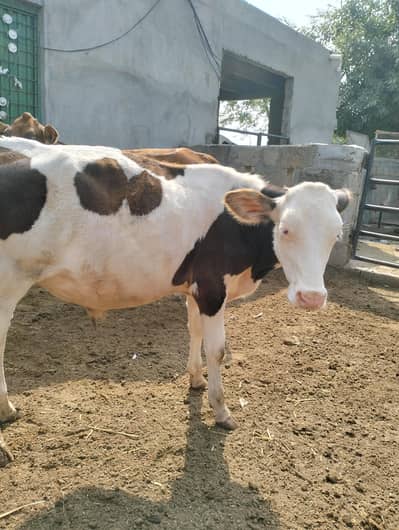Red Friesian male