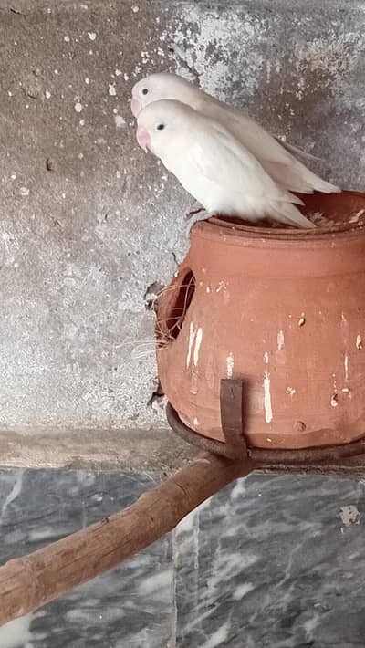 Abino lovebirds