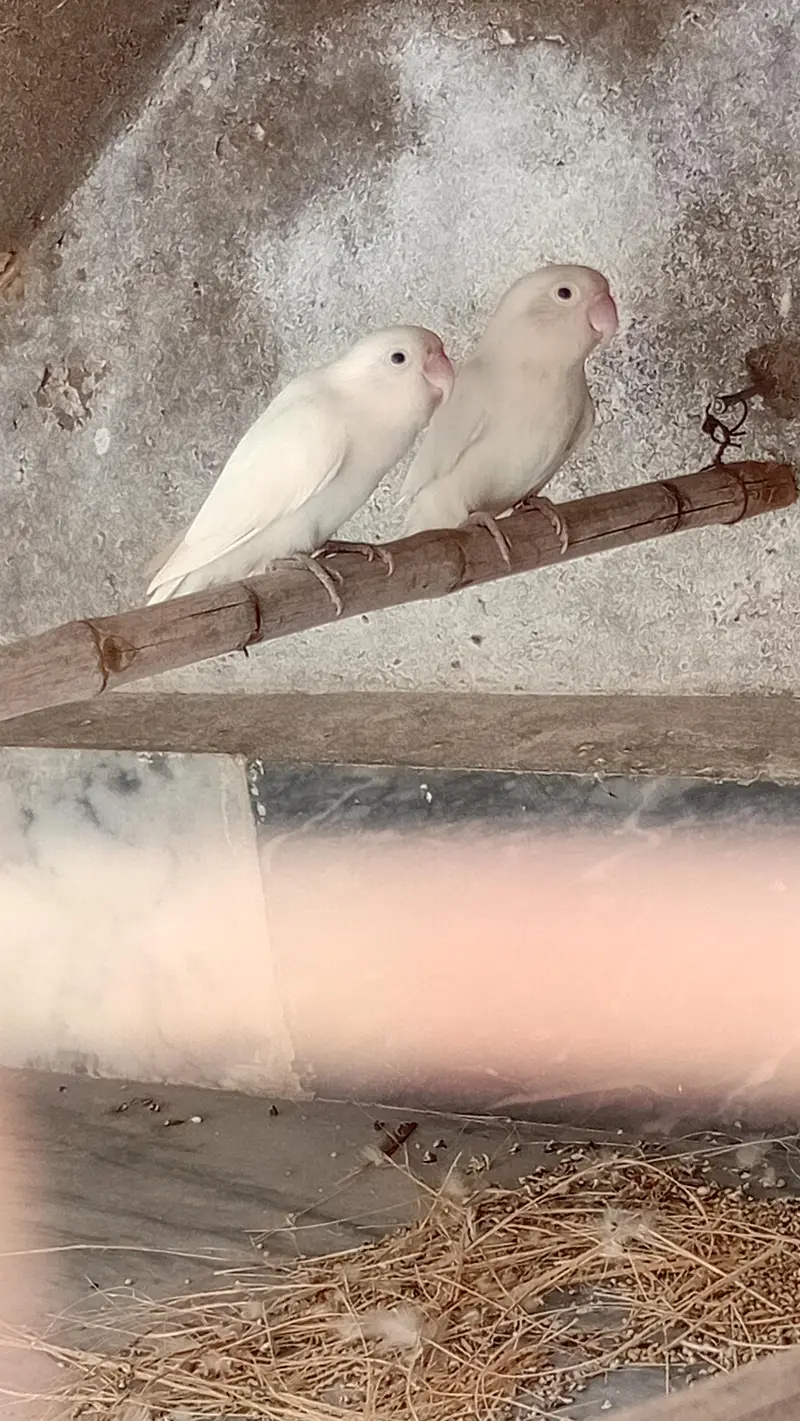 Abino lovebirds — photo 2