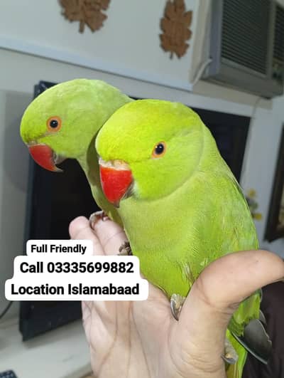 Single 5,500 Hand Tamed Friendly Green Ring Neck Parrot's Male/Female