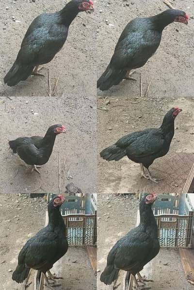Pure Aseel Setup 5 Healthy Birds