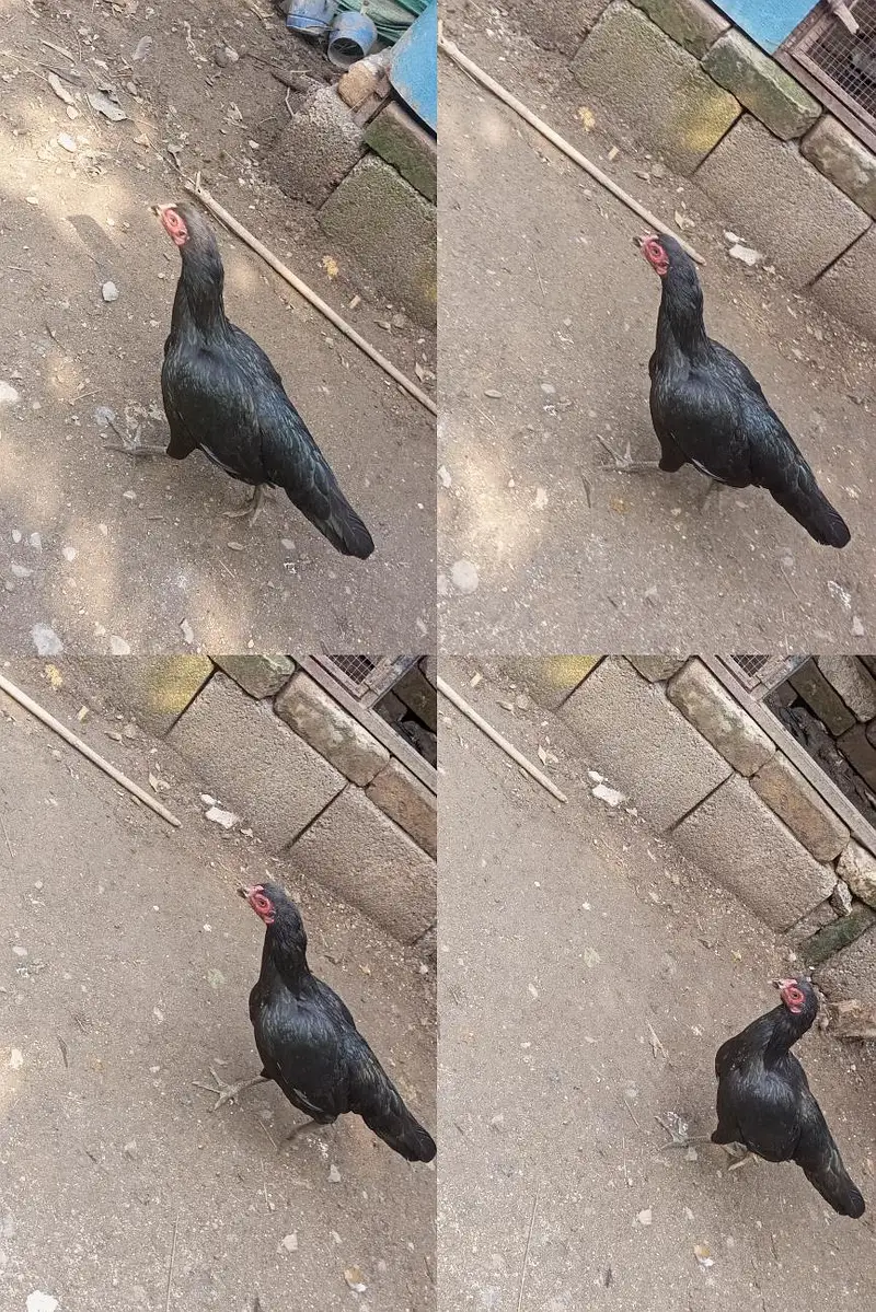 Pure Aseel Setup 5 Healthy Birds — photo 2