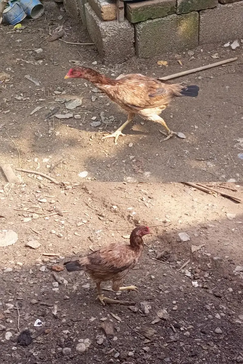 Pure Aseel Setup 5 Healthy Birds — photo 3