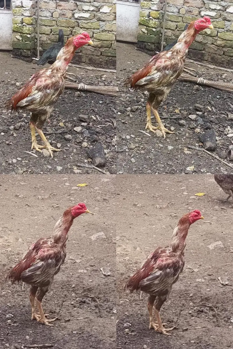 Pure Aseel Setup 5 Healthy Birds — photo 4