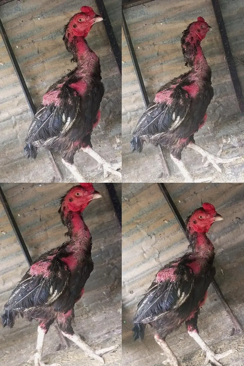 Pure Aseel Setup 5 Healthy Birds — photo 5