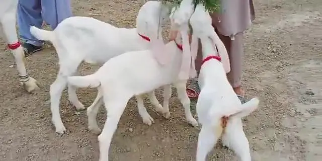 3 Bacchon Ka Sath Gulabi Bakri For Sale _ 03247915246 — photo 3