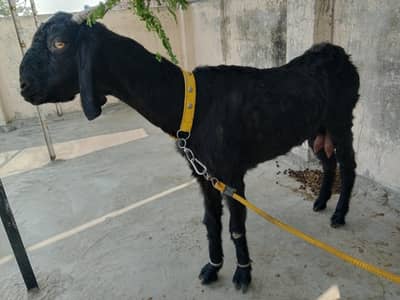 desi bakri for sale