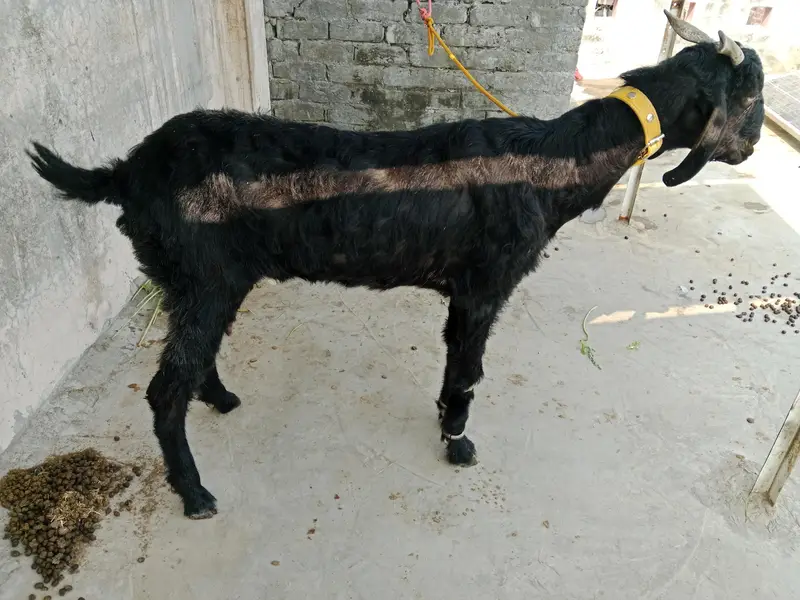 desi bakri for sale — photo 2