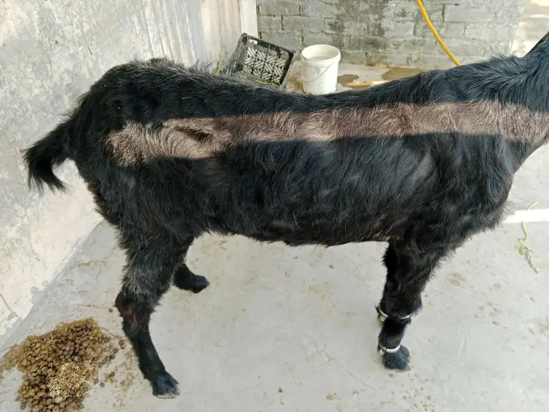 desi bakri for sale — photo 3