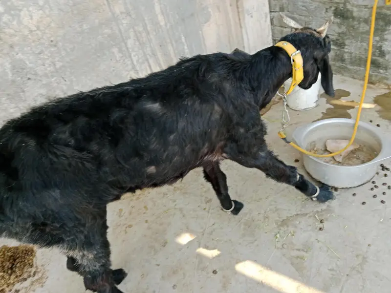 desi bakri for sale — photo 4