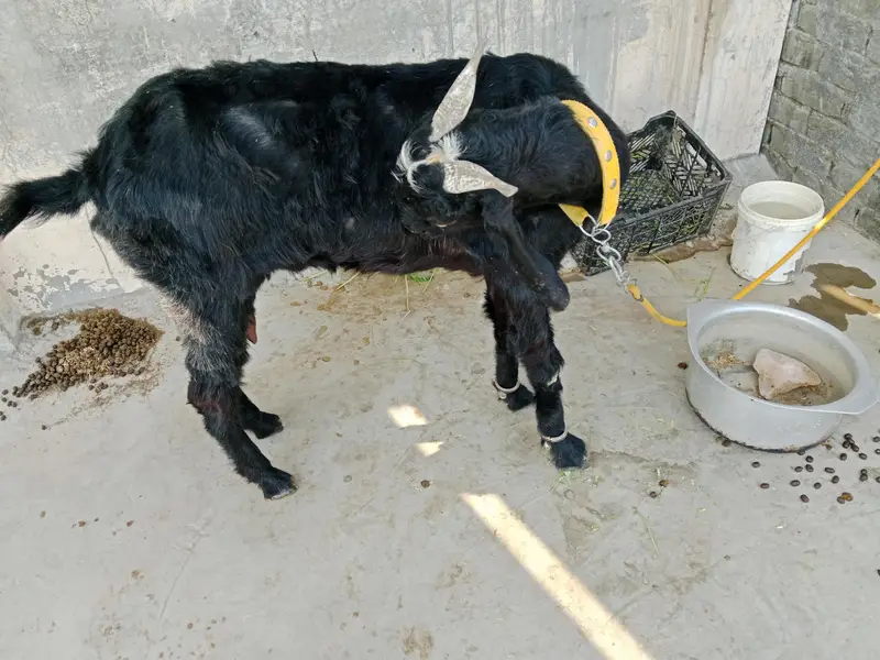 desi bakri for sale — photo 5