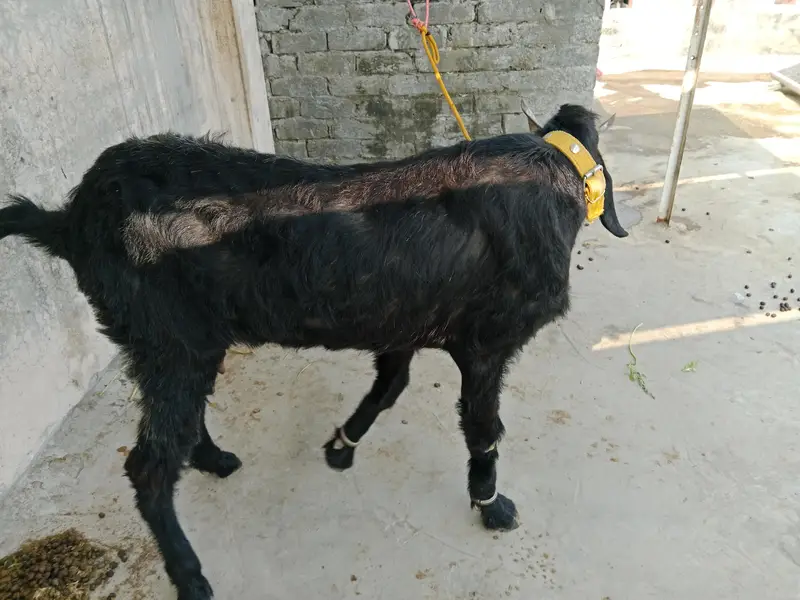 desi bakri for sale — photo 6