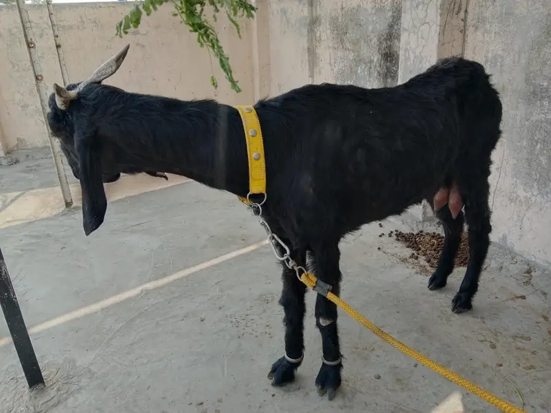 desi bakri for sale — photo 7