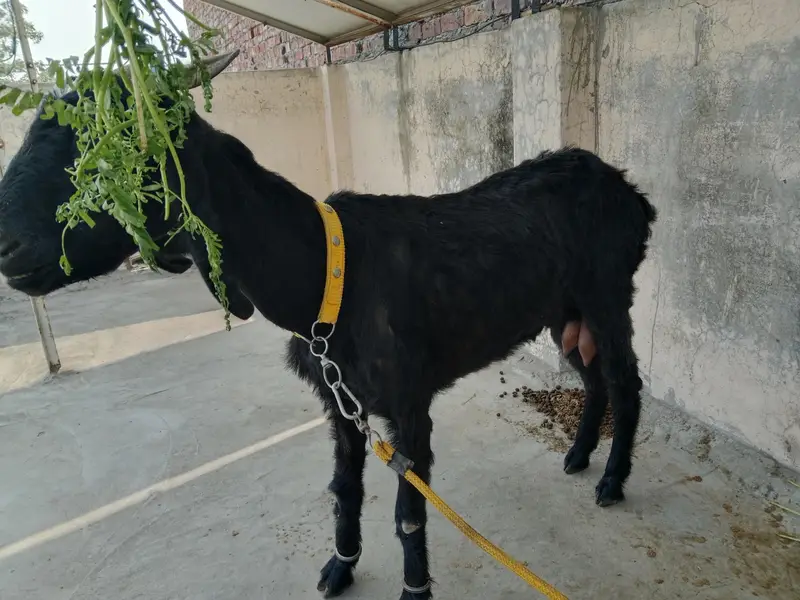 desi bakri for sale — photo 8