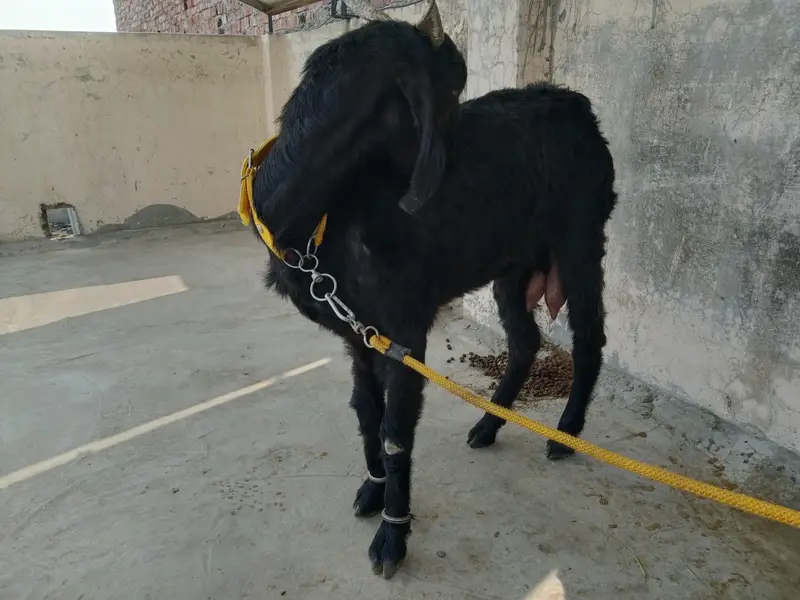 desi bakri for sale — photo 9