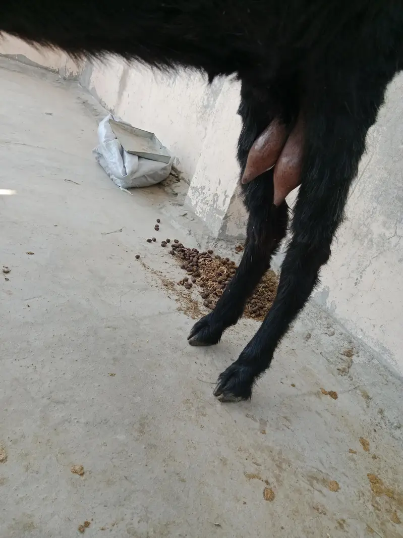 desi bakri for sale — photo 10