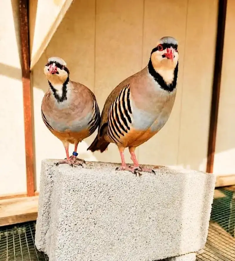 chand chakor pair 100% breeder pair for sale agge Laing