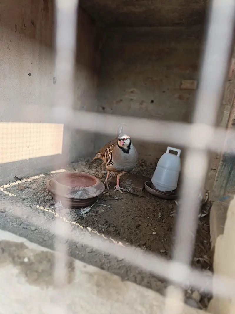 chand chakor pair 100% breeder pair for sale agge Laing — photo 2