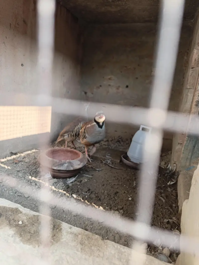 chand chakor pair 100% breeder pair for sale agge Laing — photo 3