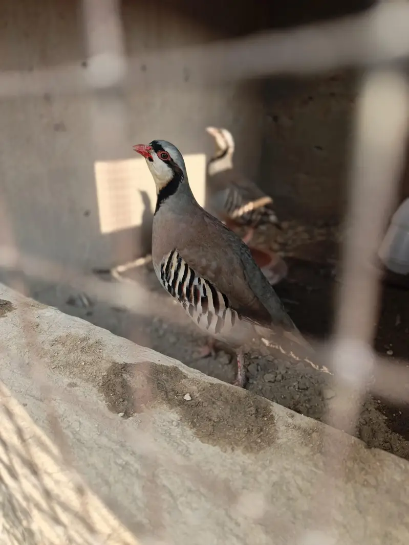 chand chakor pair 100% breeder pair for sale agge Laing — photo 4