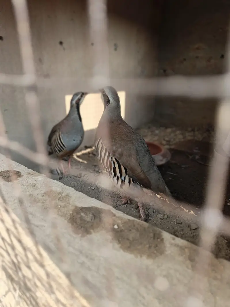 chand chakor pair 100% breeder pair for sale agge Laing — photo 5