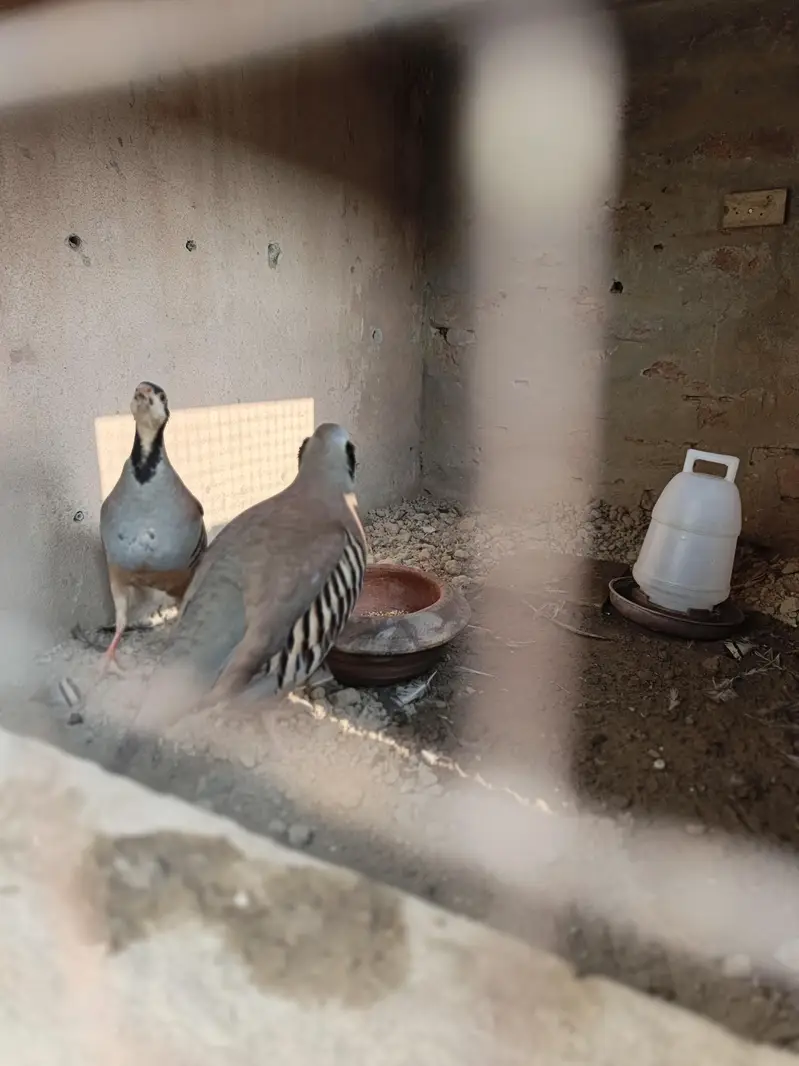 chand chakor pair 100% breeder pair for sale agge Laing — photo 6