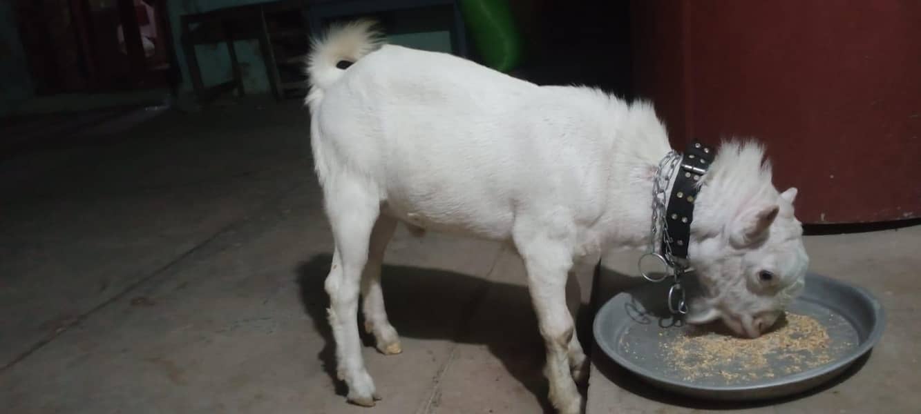 khurli 0