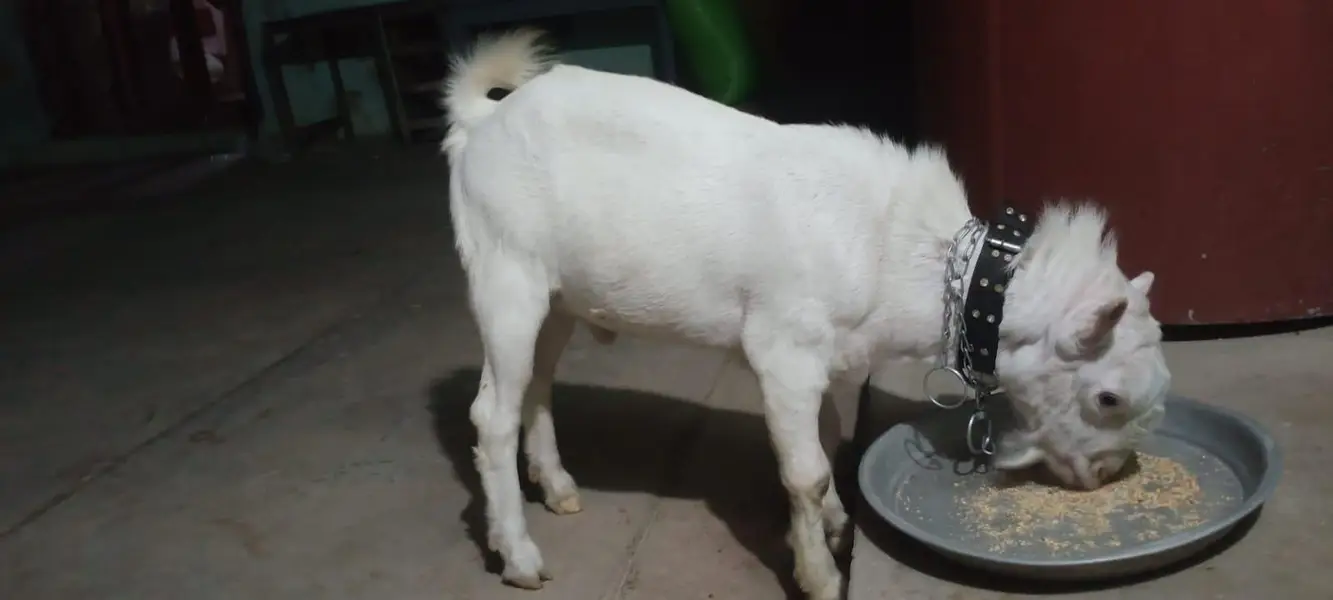 khurli